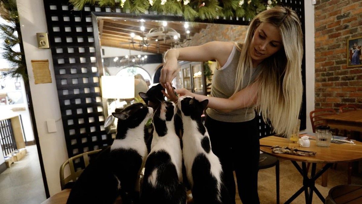 FOTO: Ngopi Bareng Kucing-kucing Terlantar di La Gatoria Kolombia