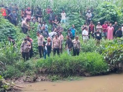 BKSDA Ungkap Buaya Sering Muncul di Sungai Palopo gegara Habitat Berkurang