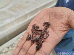 Teror Ulat Gagak Hantui Bandara YIA Kulon Progo