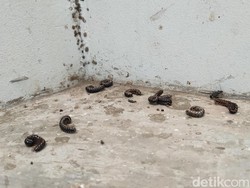 Ulat Gagak Bermunculan di Bandara YIA Kulon Progo, Ini Penyebabnya