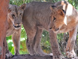 10 Singa Ditemukan Tak Bernyawa di Tanzania, Diduga Mati Keracunan