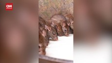 VIDEO: Uniknya Kuil Karni Mata di India, Dihuni Puluhan Ribu Tikus