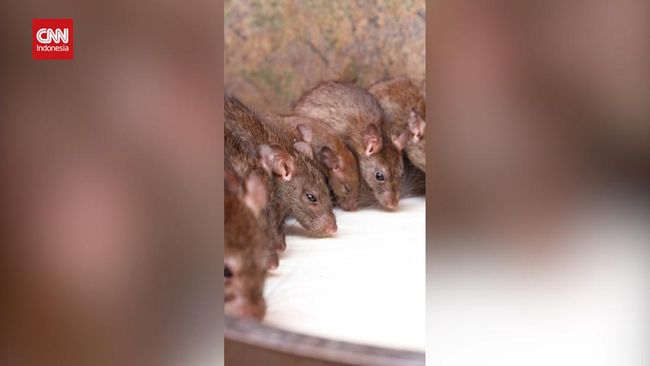 Uniknya Kuil Karni Mata di India, Dihuni Puluhan Ribu Tikus