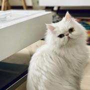 10 Fakta Menarik tentang Kucing Persia Asal Iran, Si Kucing Kalem yang Cocok Jadi Penjaga Rumah