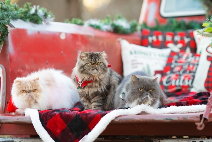 10 Fakta Menarik tentang Kucing Persia Asal Iran
