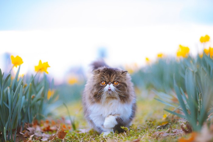 10 Fakta Menarik tentang Kucing Persia Asal Iran
