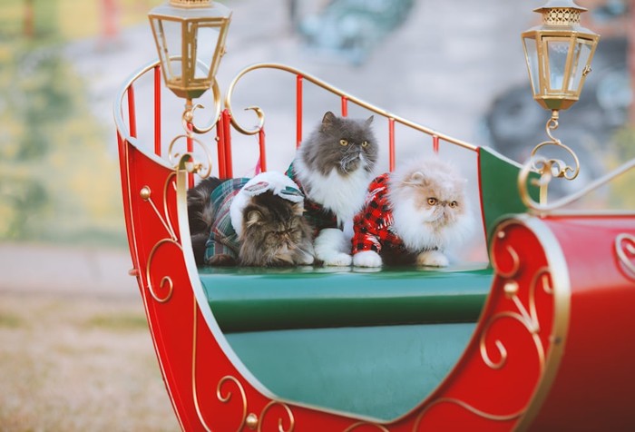 10 Fakta Menarik tentang Kucing Persia Asal Iran