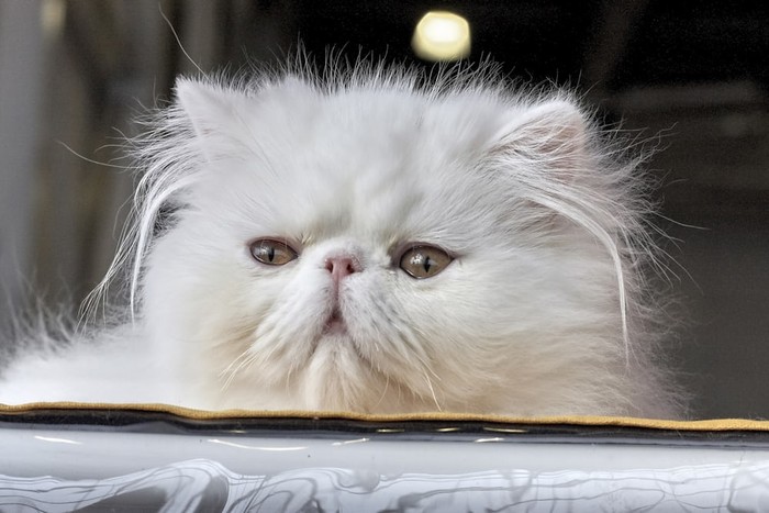 10 Fakta Menarik tentang Kucing Persia Asal Iran