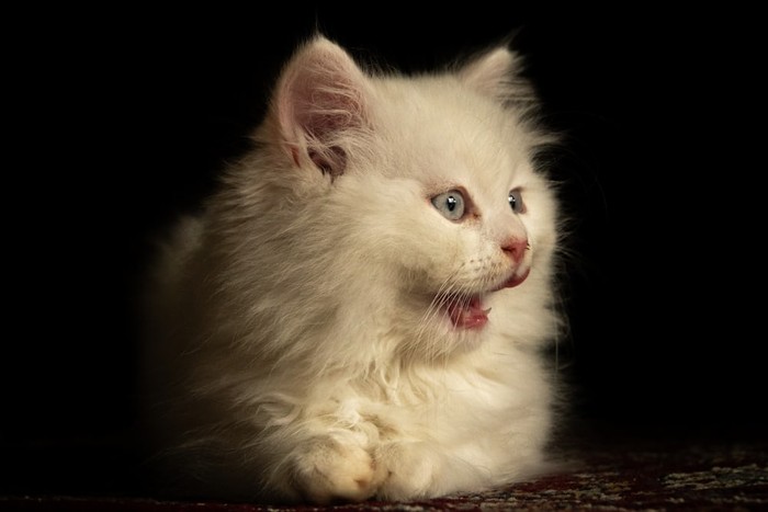 10 Fakta Menarik tentang Kucing Persia Asal Iran