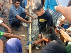 Warga OKI Tangkap Buaya 4 Meter yang Mangsa Hewan Ternak