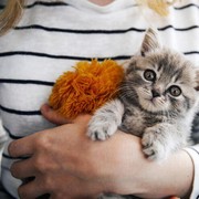 Cuma Peluk Anak Kucing 4 Jam Sehari, Loker Kitten Cuddler di Kanada Ini Siap Bayar Rp162 Juta!