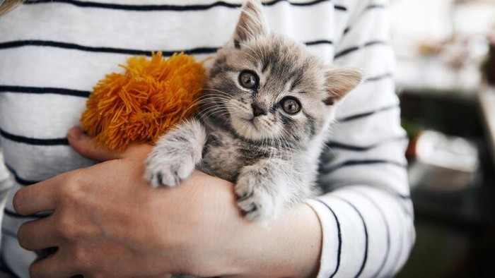 Cuma Peluk Anak Kucing 4 Jam Sehari, Loker Kitten Cuddler di Kanada Ini Siap Bayar Rp162 Juta!