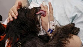 FOTO: RS di Barcelona Rekrut Anjing untuk Semangati Pasien