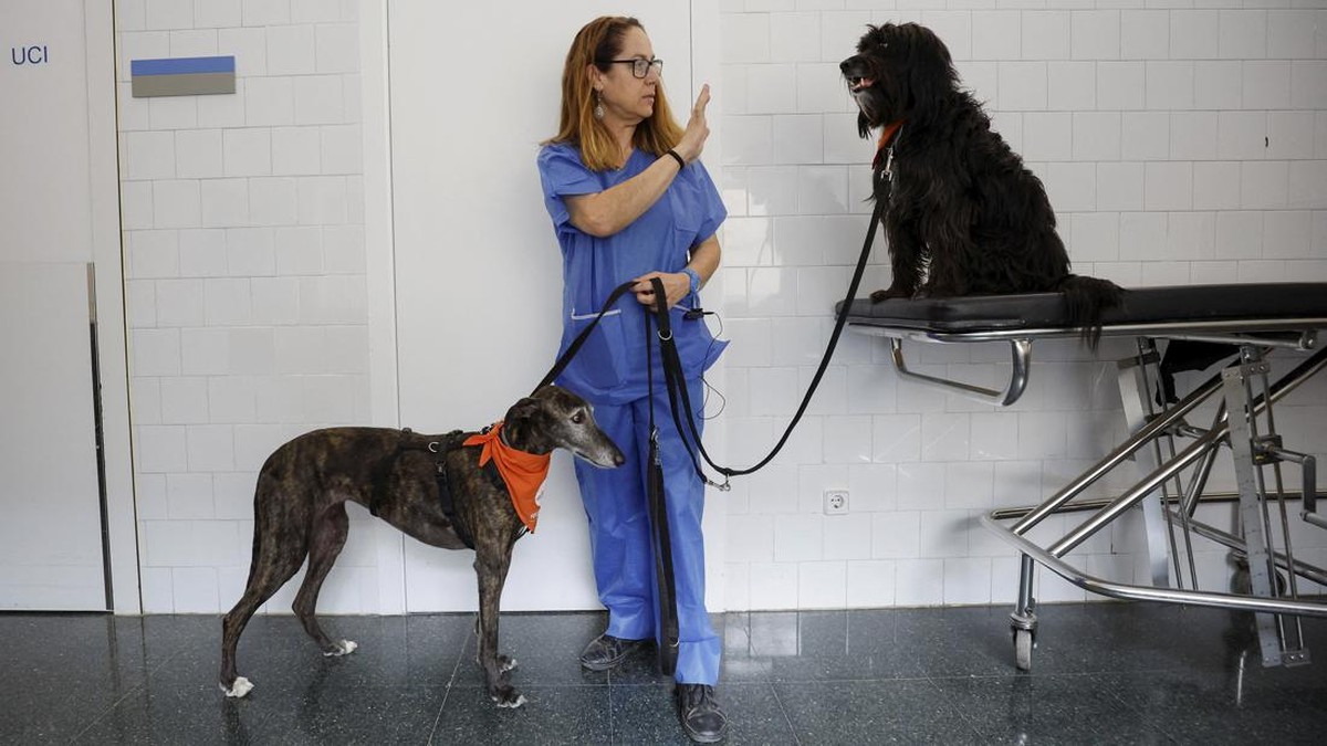 FOTO: RS di Barcelona Rekrut Anjing untuk Semangati Pasien