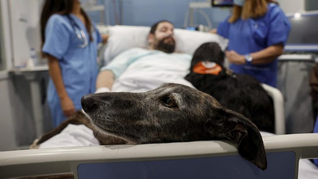 FOTO: RS di Barcelona Rekrut Anjing untuk Semangati Pasien