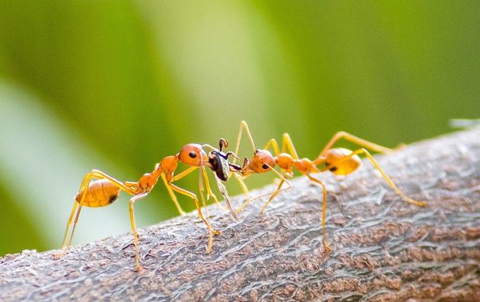 7 Serangga Paling Berbahaya di Dunia, Si Kecil Mematikan!