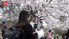 VIDEO: Sakura Cantik Bermekaran Menandai Musim Semi Tiba di Toronto