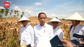 VIDEO: Di Sela Panen Jagung, Jokowi Jawab soal Putusan MK