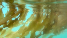 FOTO: Mengintip Budidaya Rumput Laut di AS
