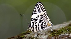 FOTO: Memikat Kupu-kupu Ekuador, Menyelamatkan 'Perut' Manusia