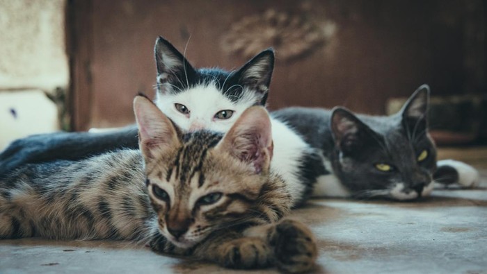 Ilustrasi kucing
