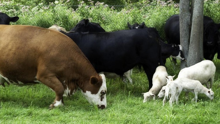 ilustrasi sapi dan kambing