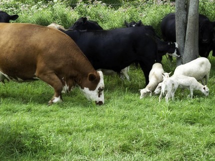 Kurban Kambing Vs Sapi, Mana yang Lebih Utama?