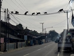 Heboh Gerombolan Monyet Kembali Melintas di Permukiman Warga Soreang