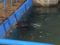 Setelah Harimau, Kali Ini Giliran Tapir yang Kecebur Bendungan di Sumbar