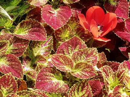 7 Tanaman Hias Berdaun Merah yang Mudah Dirawat dan Cantik