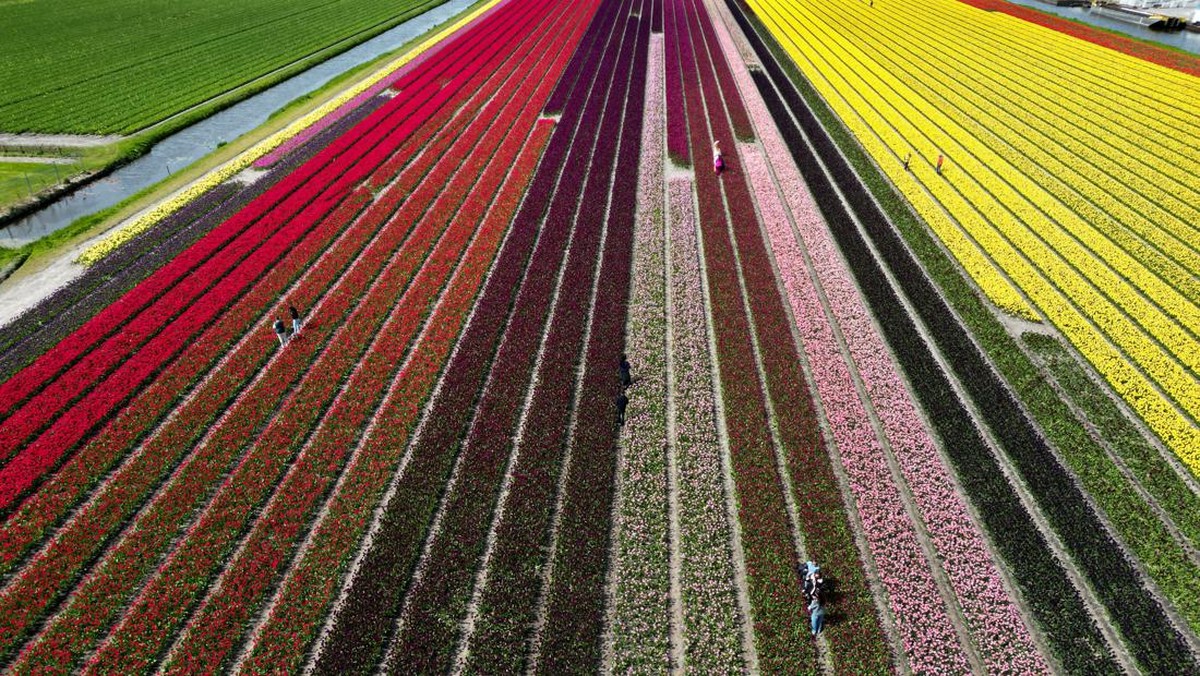 FOTO: Warna-warni Tulip Bermekaran di Lisse Belanda
