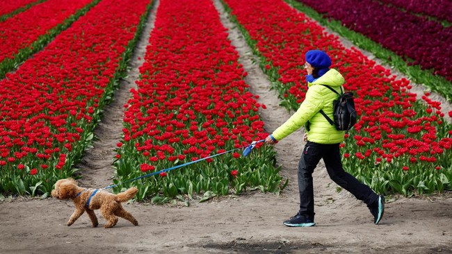 FOTO: Warna-warni Tulip Bermekaran di Lisse Belanda