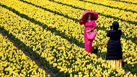 FOTO: Warna-warni Tulip Bermekaran di Lisse Belanda