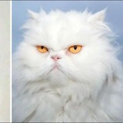 Ini Perbedaan Kucing Persia dan Anggora, dari Fisik hingga Kesehatannya! Kamu Punya yang Mana?