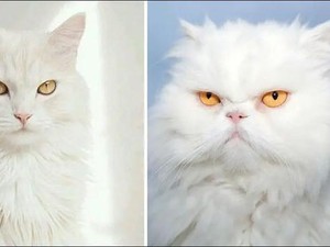 Ini Perbedaan Kucing Persia dan Anggora, dari Fisik hingga Kesehatannya! Kamu Punya yang Mana?