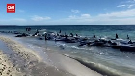 VIDEO: Penyebab Ratusan Paus Terdampar di Pantai Australia Barat