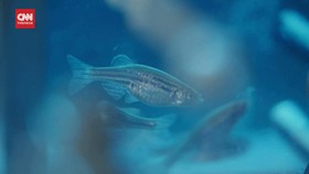 VIDEO: 'Iseng' ala China, Nyoba Piara Ikan di Luar Angkasa