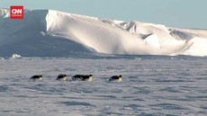 VIDEO: Cara Krisis Iklim Ancam Anak-anak Penguin Kaisar