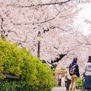 5 Etiket dalam Mengikuti Tradisi Hanami, Menikmati Keindahan Bunga Sakura di Jepang
