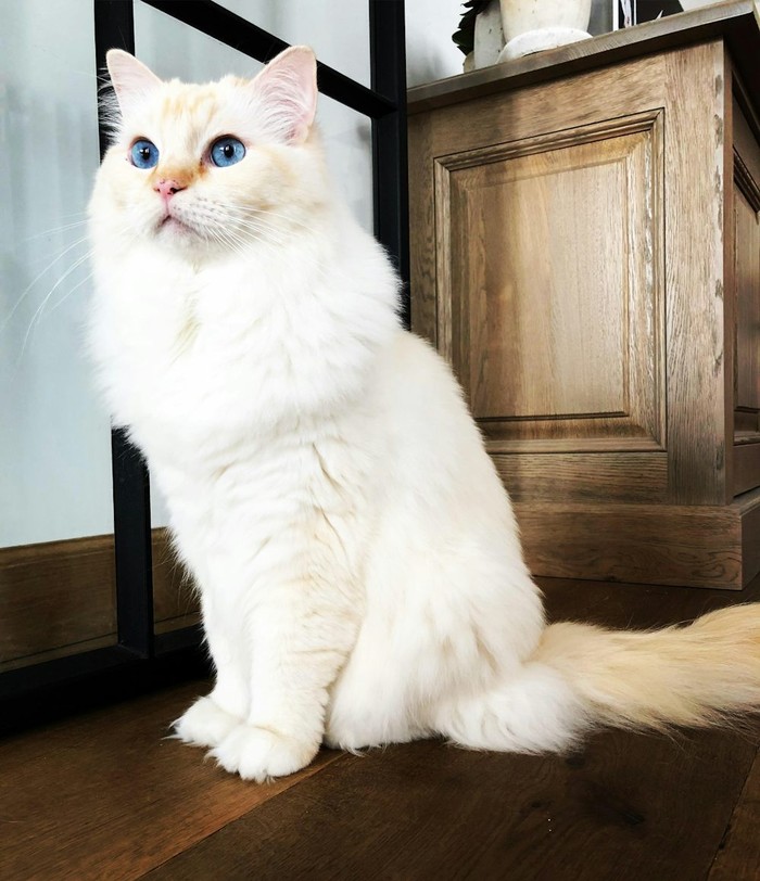 Perbedaan Kucing Persia dan Anggora, Sudah Tahu?