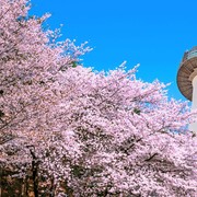 Mau Jalan-jalan ke Korea Selatan? Cek Musim Terbaiknya di Sini Agar Liburan Lebih Nyaman!