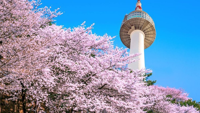 Mau Jalan-jalan ke Korea Selatan? Cek Musim Terbaiknya di Sini Agar Liburan Lebih Nyaman!