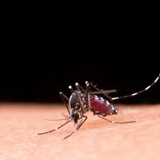 Kasus DBD Naik 3 Kali Lipat Dibandingkan 2023, Ini Cara Pencegahannya Lewat Gerakan 3M Plus!