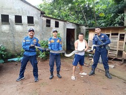 Khawatir Ular Sanca 3,5 Meter di Kandang Ternak, Warga Bogor Panggil Damkar