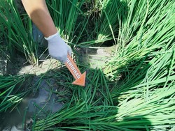 Kesetrum Jebakan Tikus, Wanita Ditemukan Tewas di Sawah Sragen