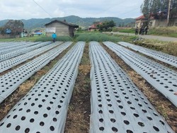 Hasilkan 216.148 Ton Bawang Merah, Solok Pasok 10,9% Produksi Nasional
