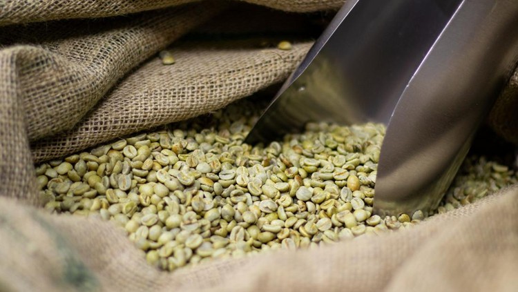 Ilustrasi green coffee