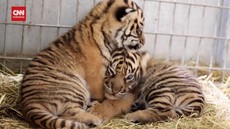 VIDEO: Kebun Binatang Perancis Sambut Dua Anakan Harimau Sumatera