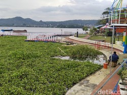 Duh! Eceng Gondok Bikin Kumuh Waduk Darma Kuningan