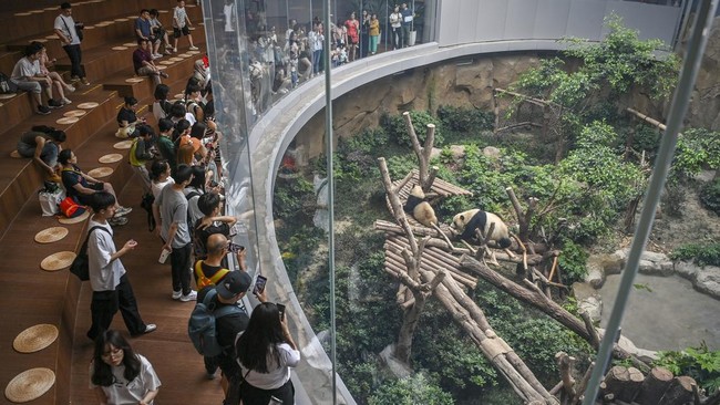 Sebuah pangkalan penelitian dan penangkaran panda raksasa di Chengdu, China, melarang 12 turis untuk berkunjung seumur hidup karena berulah.